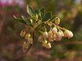 Enkianthus campanulatus-1 Enkiant dzwonkowaty